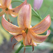 Attiwaw - floret